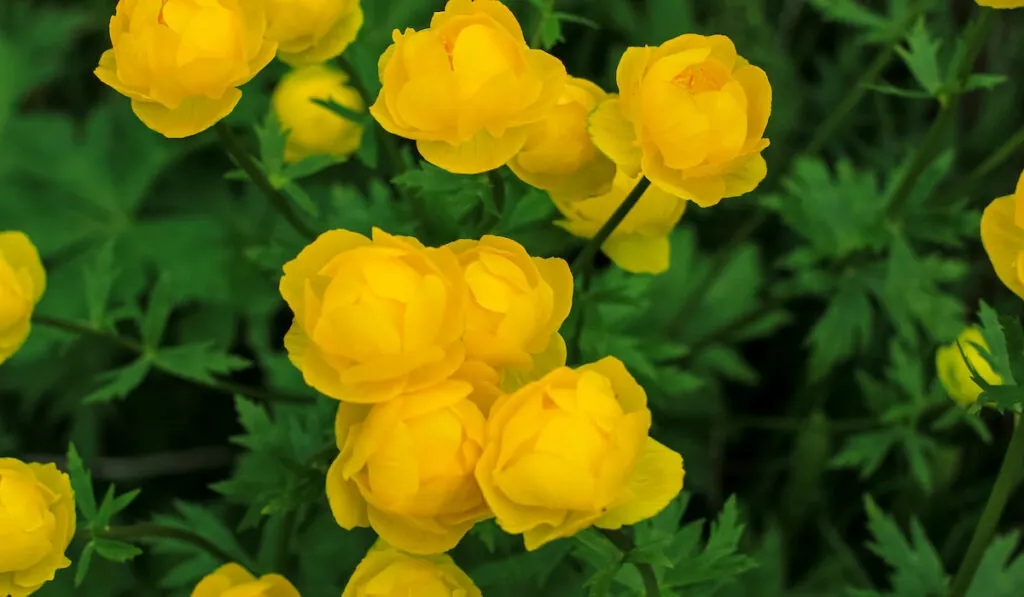 Beautiful yellow Globeflowers European (Ranunculaceae) in the garden