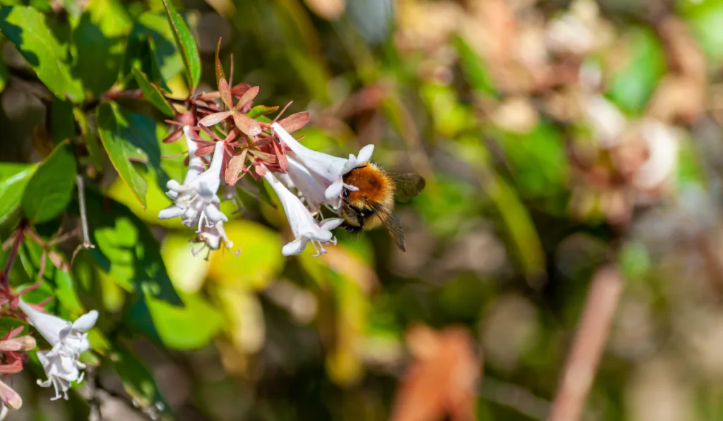 Bee collecting nectar from a white Abelia flower