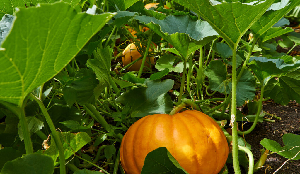 Big orange pumpkin growing in the garden