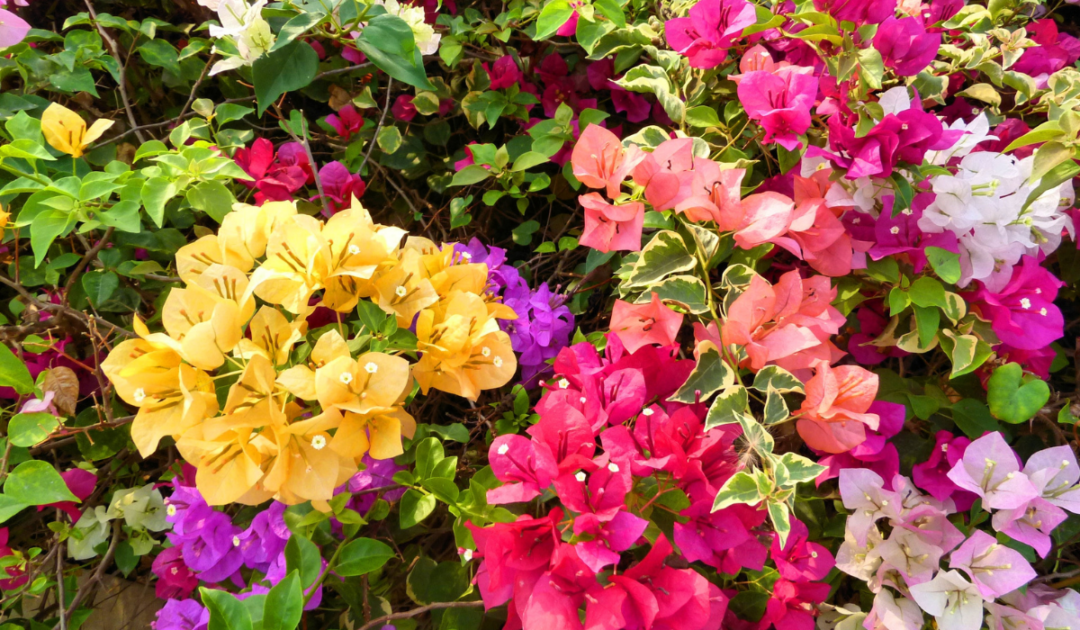 7 Beautiful Colors of Bougainvillea Crate and Basket