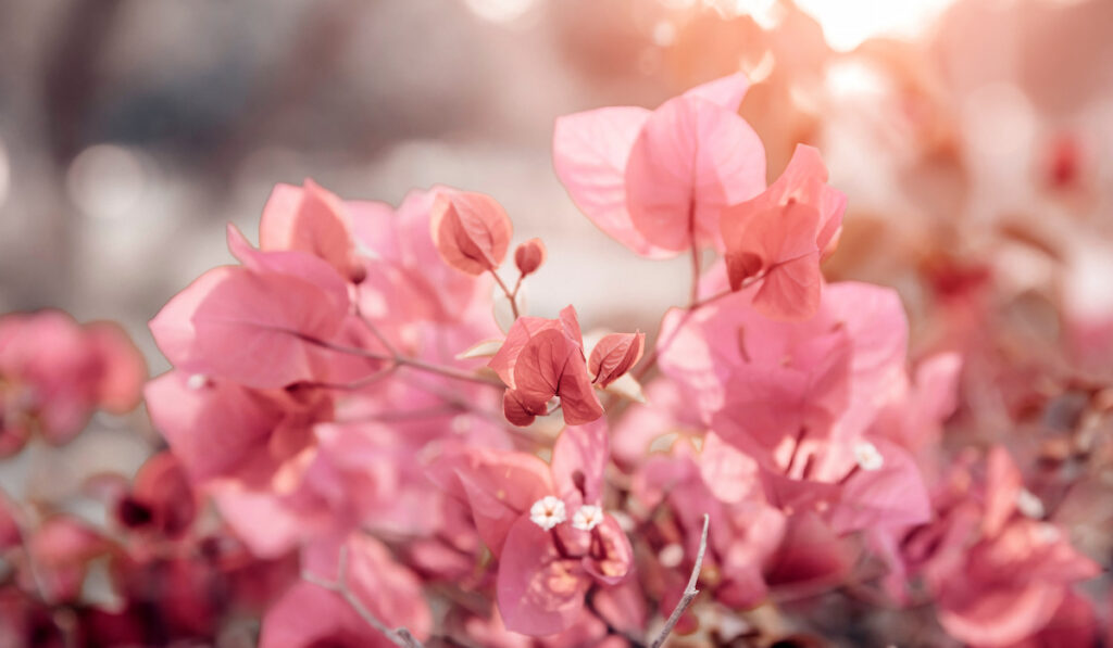 Blooming light pink bougainvillea