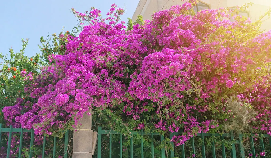 Blooming pink bougainvillea on a house fence against sunlight