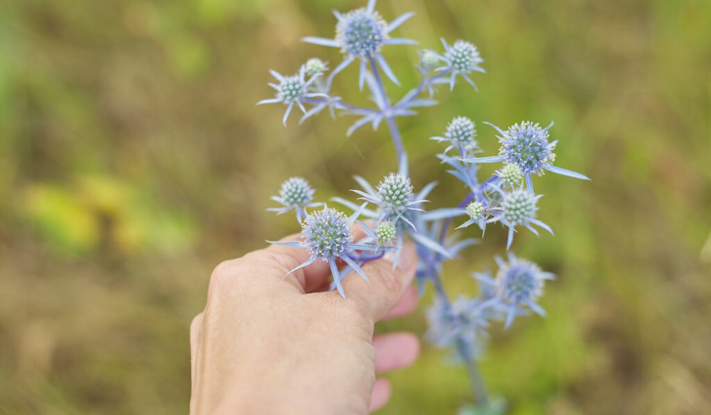Blue prickly healing plant in wild meadow. Eryngium planum in woman hand