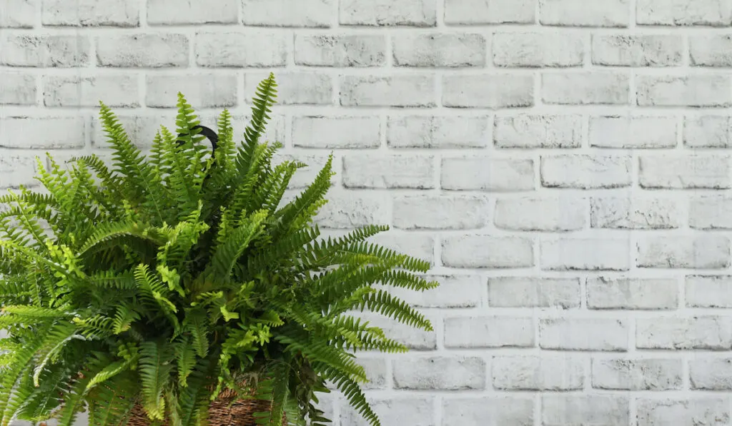 Boston Fern in front of a white brick wall background
