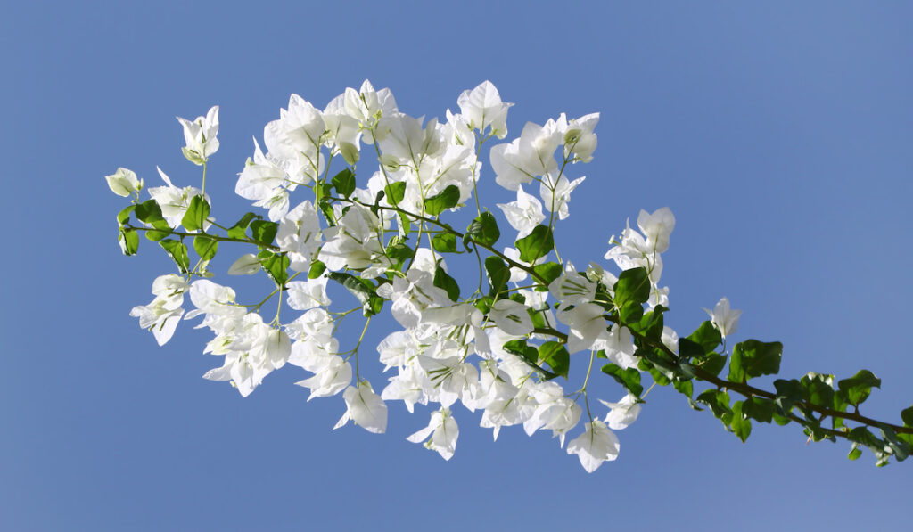 Branch of bougainvillea with white beautiful flowers on blue sky background

