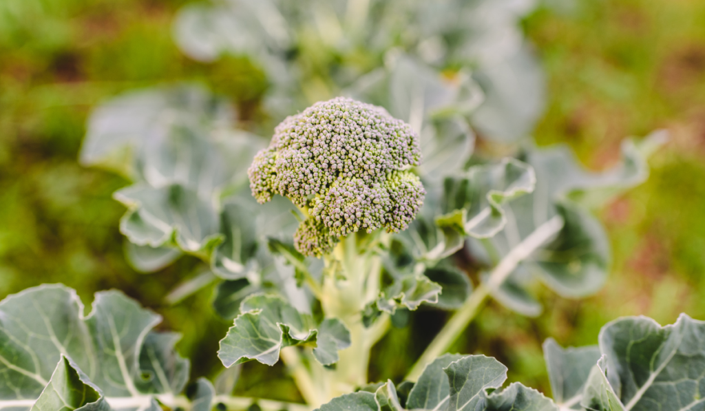 Broccoli plant with blurred background