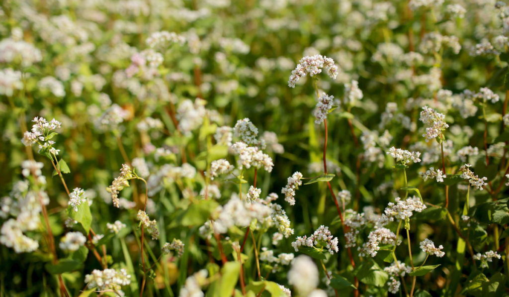Buckwheat field during flowering