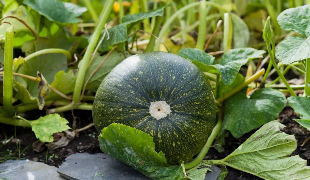 Buttercup squash - green sweet pumpkin in the garden, farm. Pumpkin plant the garden.
