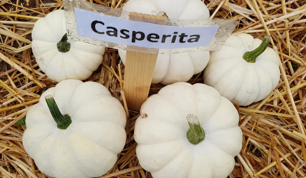 Casperita, is a Edible Pumpkin and a beautiful attractive garden fruit