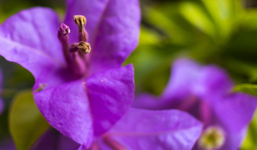 Close-up of Bougainvillea Flower in Purple Colour