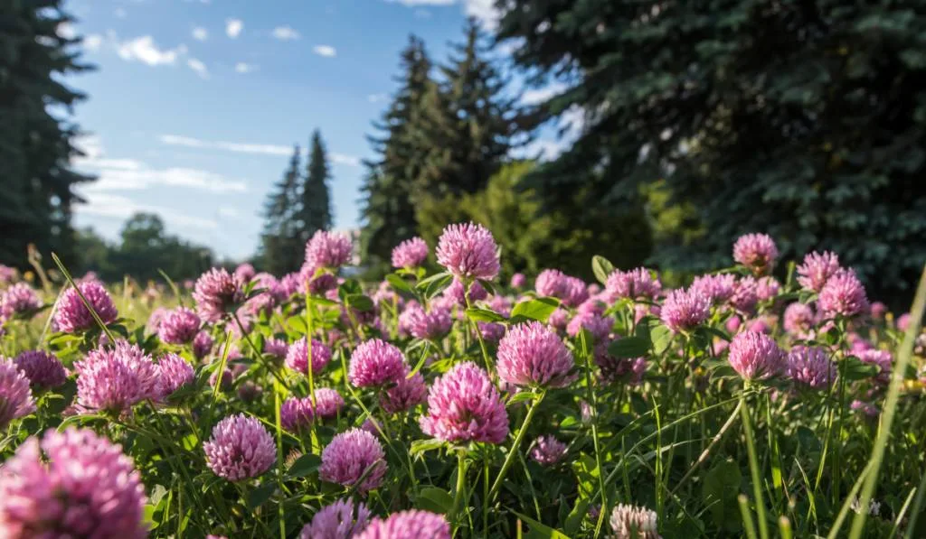 Close up of flowers of wild red clover
