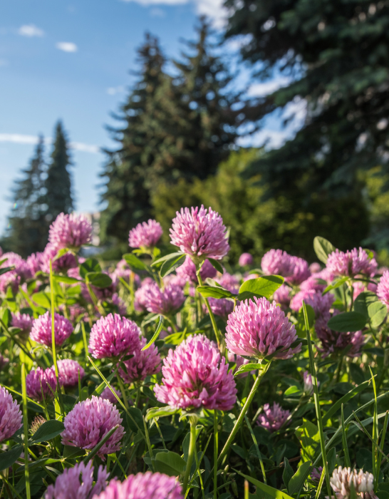 close up of flowers of wild red clover