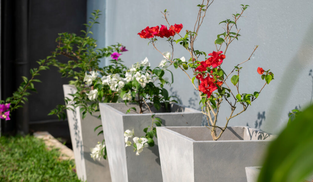 Colorful Bougainvillea plants in tall cement pots are arranged in a row in the garden