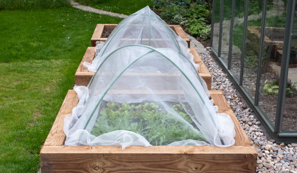 Covered raised beds with vegetables growing