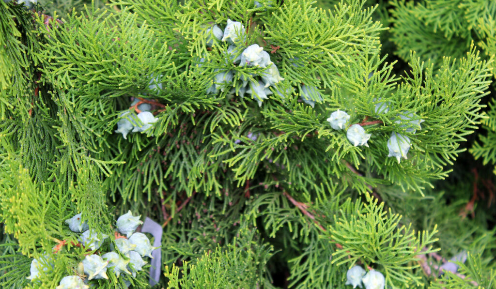 Cupressus leylandii or Leylan cypress in the garden