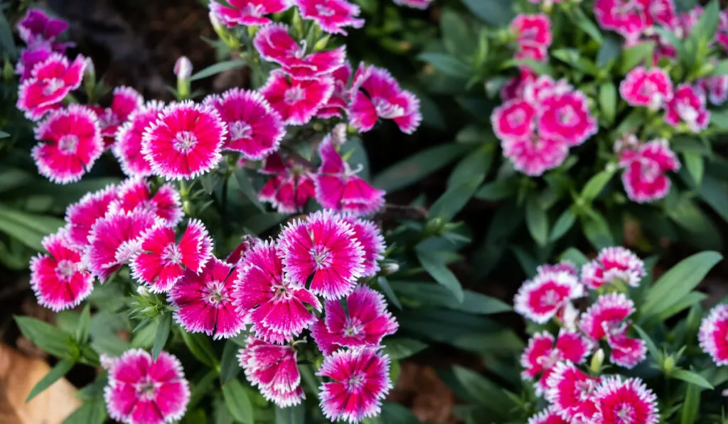 Dianthus caryophyllus as known as the clove pink flower in beautiful garden