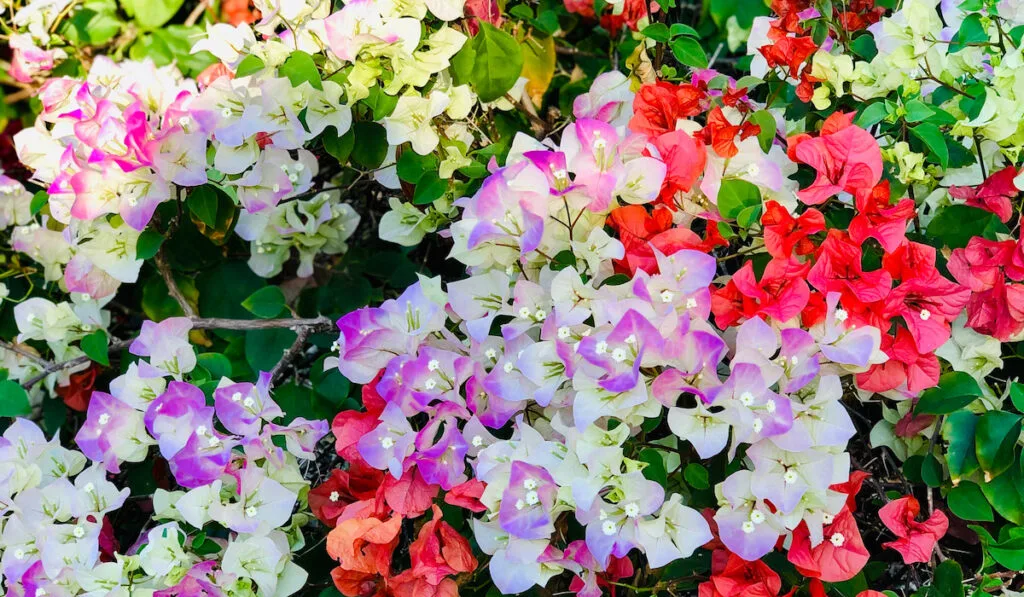 Different colors of bougainvillea plant with flowers in the garden