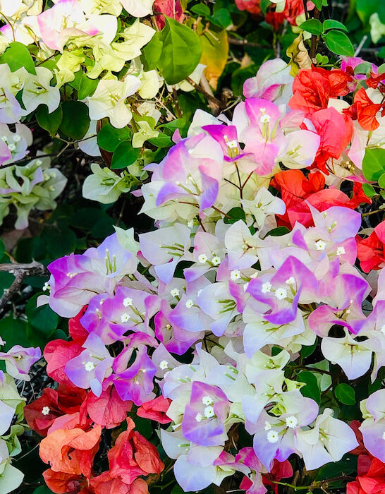 different colors of bougainvillea flowers in the garden