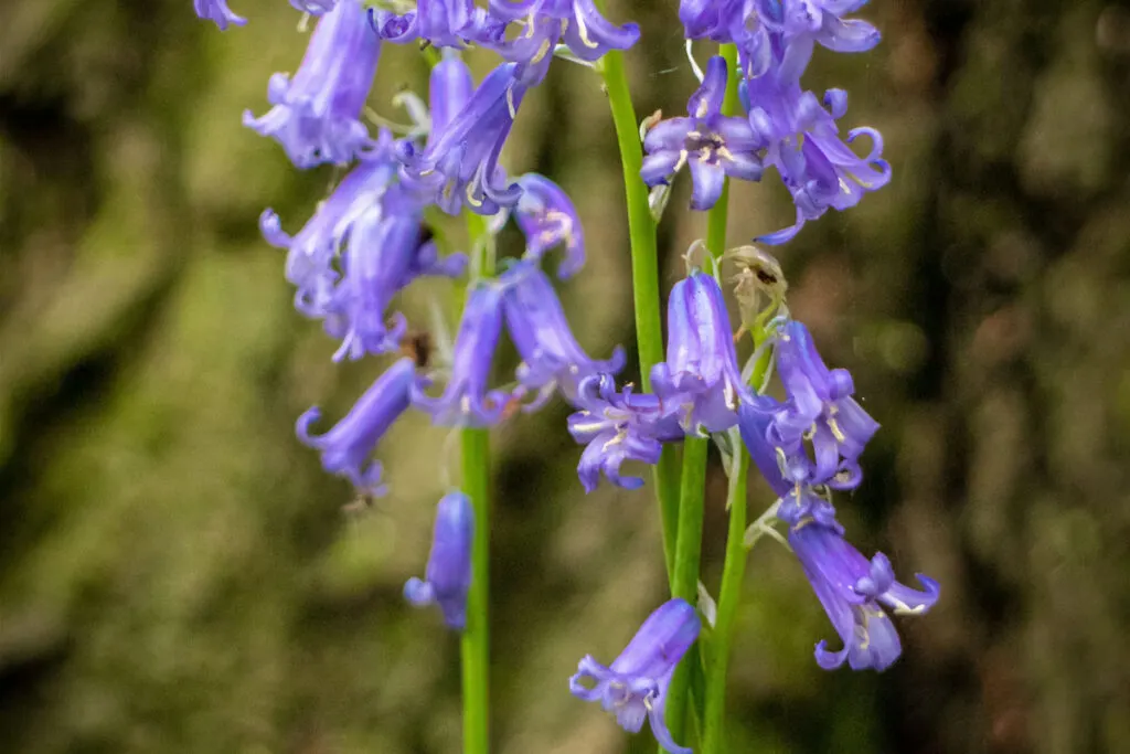  English bluebells (Hyacinthoides non-scripta) against blurred background
