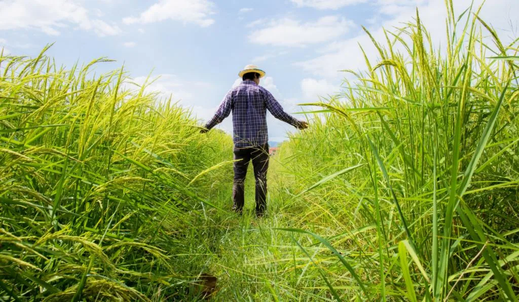 Farmer checking his rice field
