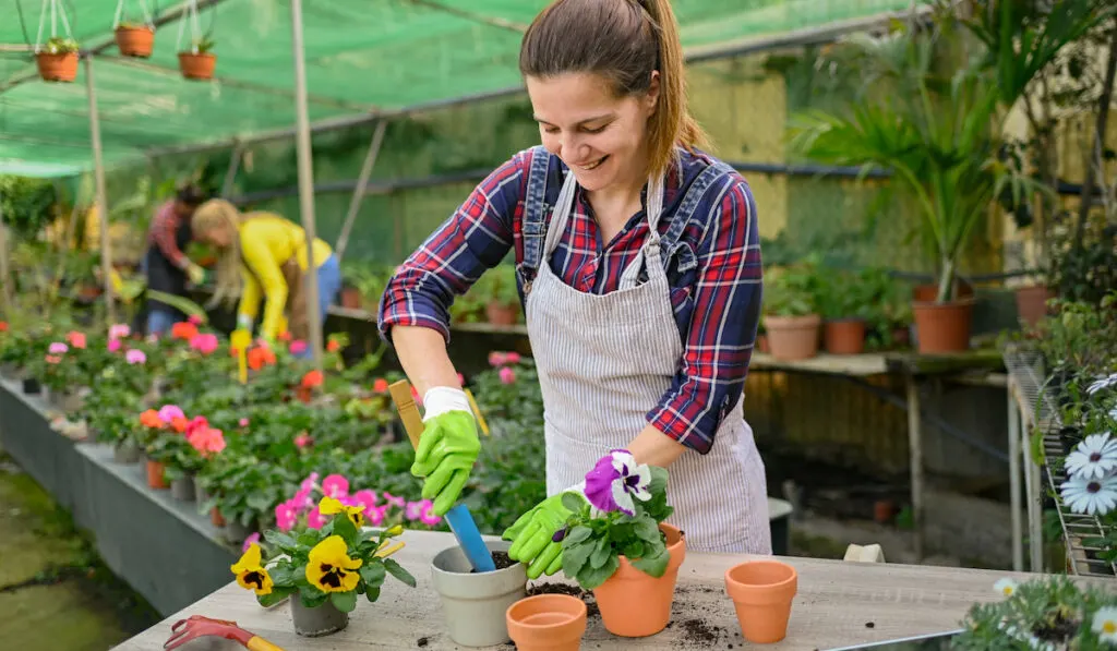 Female gardener planting pansy flowers in pots in greenhouse
