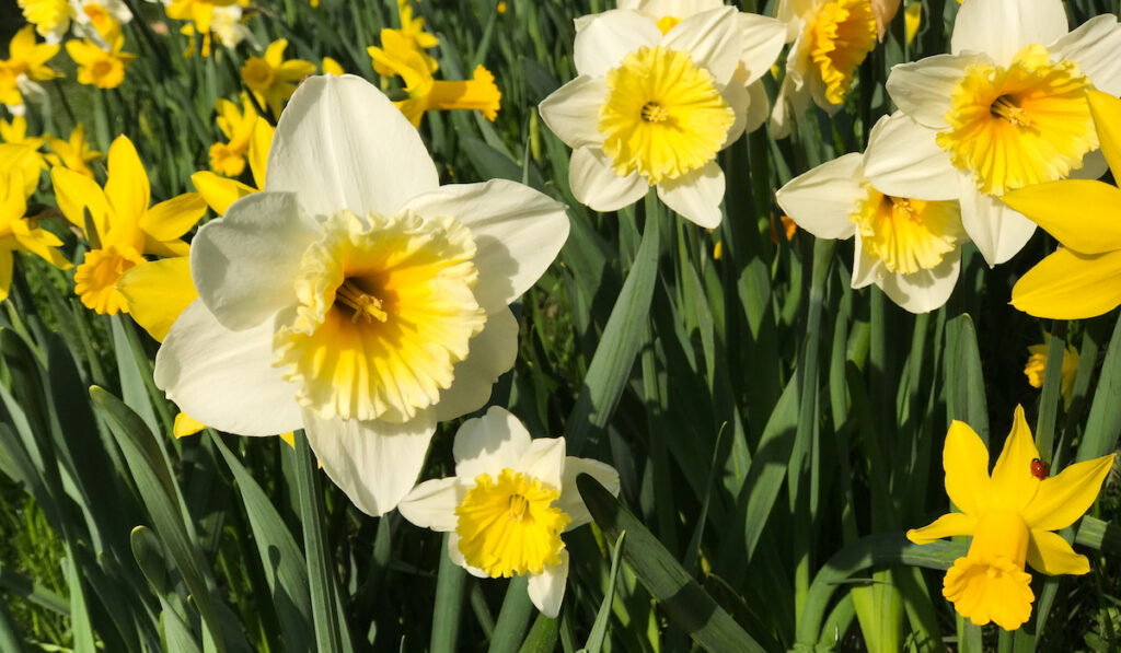 Field of daffodils, blossoming daffodils in the garden