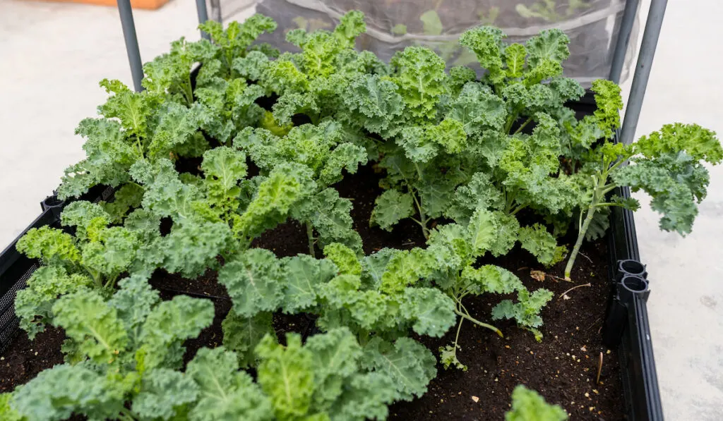 Fresh kale field in greenhouse