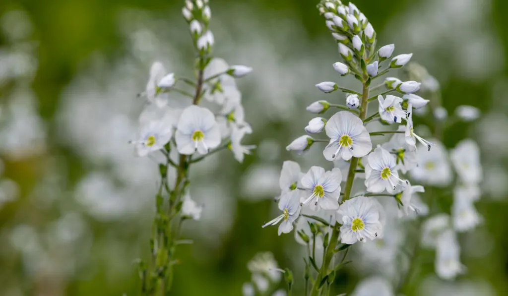 Gentian speedwell veronica gentianoides flowers in bloom
