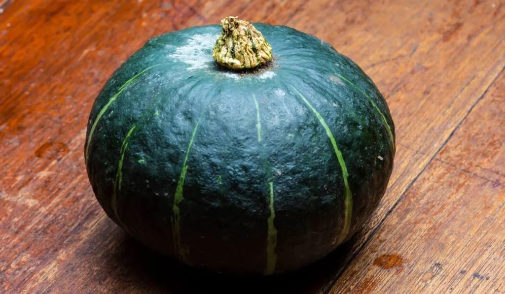 Green Kabocha from Japaneseis a type of winter squash