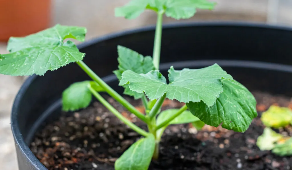 Green Zucchini Squash Plant in a pot in the garden