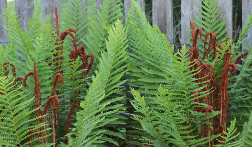 Green fronds on a cinnamon fern (Osmundastrum cinnamomeum) surround unfurling brown fronds