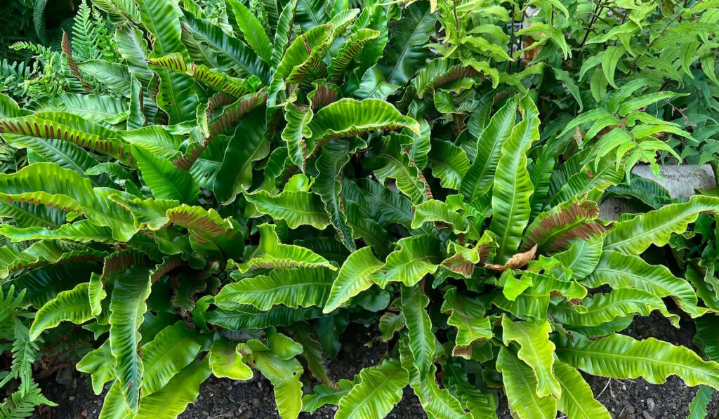 Green leaves of hart's tongue fern (asplenium scolopendrium) in the garden