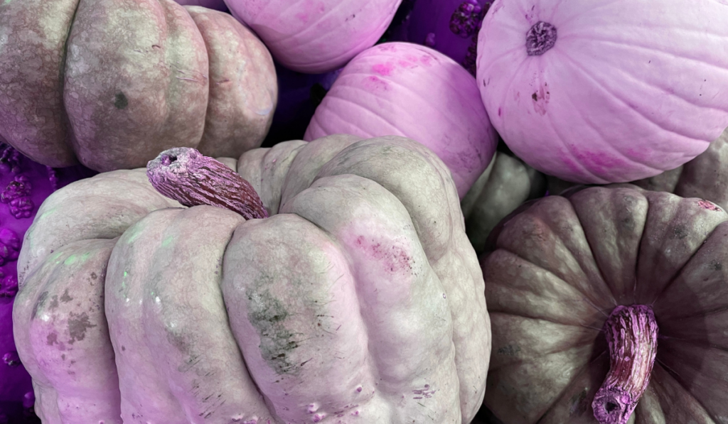 Halloween and fall seasonal decor purple pumpkins effect background
