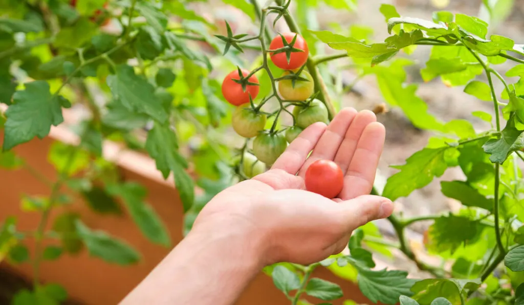 Hand holding cherry tomato from a tomato plant in the garden