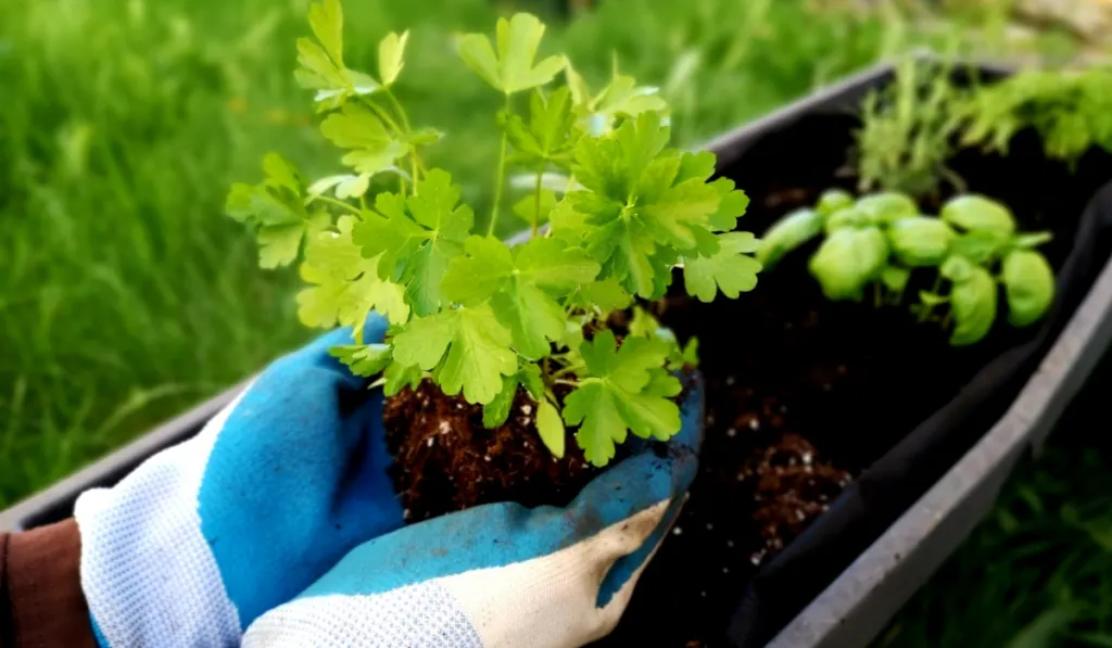 Hands in garden gloves planting parsley