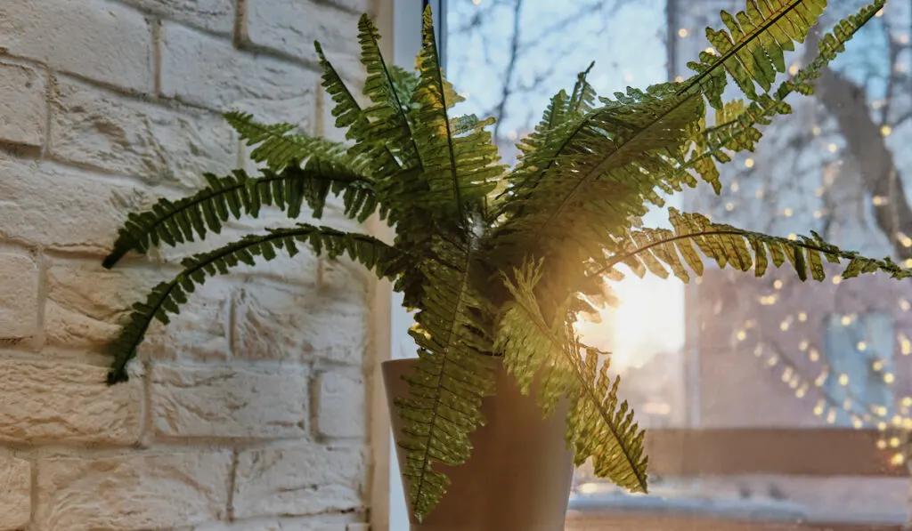 Home plant fern on windowsill against background of street