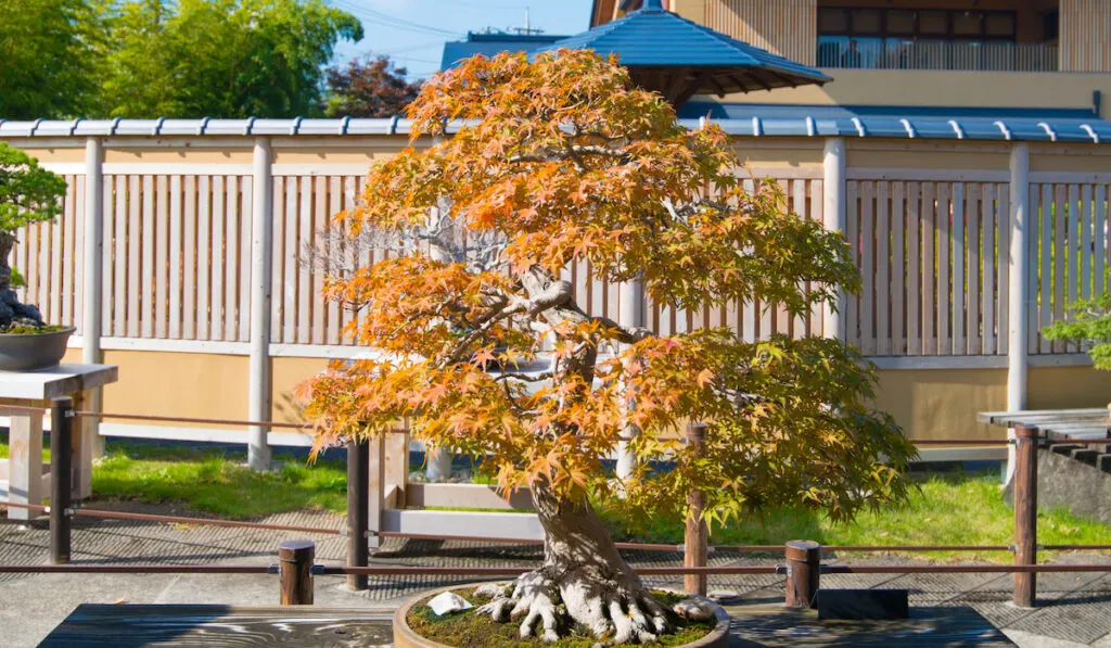 Japanese maple bonsai in Omiya bonsai village at Saitama, Japan