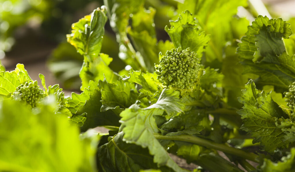 organic raw green broccoli rabe rapini growing in the garden