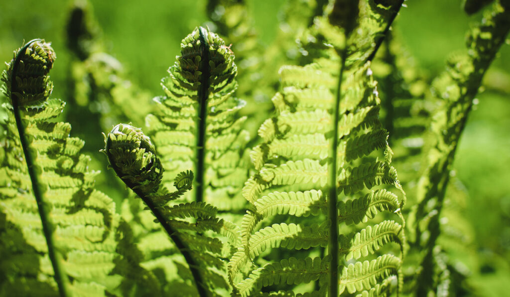 Ostrich fern leaves, Matteuccia struthiopteris plant in the garden