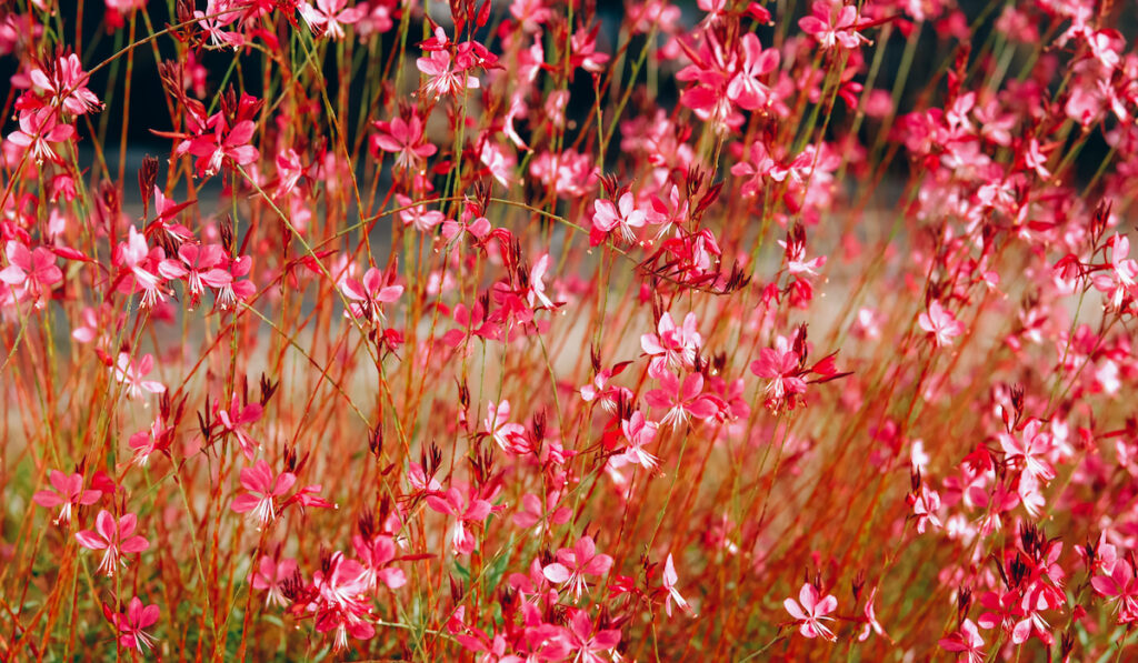 Pink Gaura flowers in the park