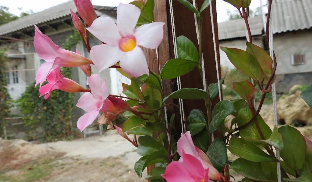 Pink Mandevilla Bell plant blooms in the garden