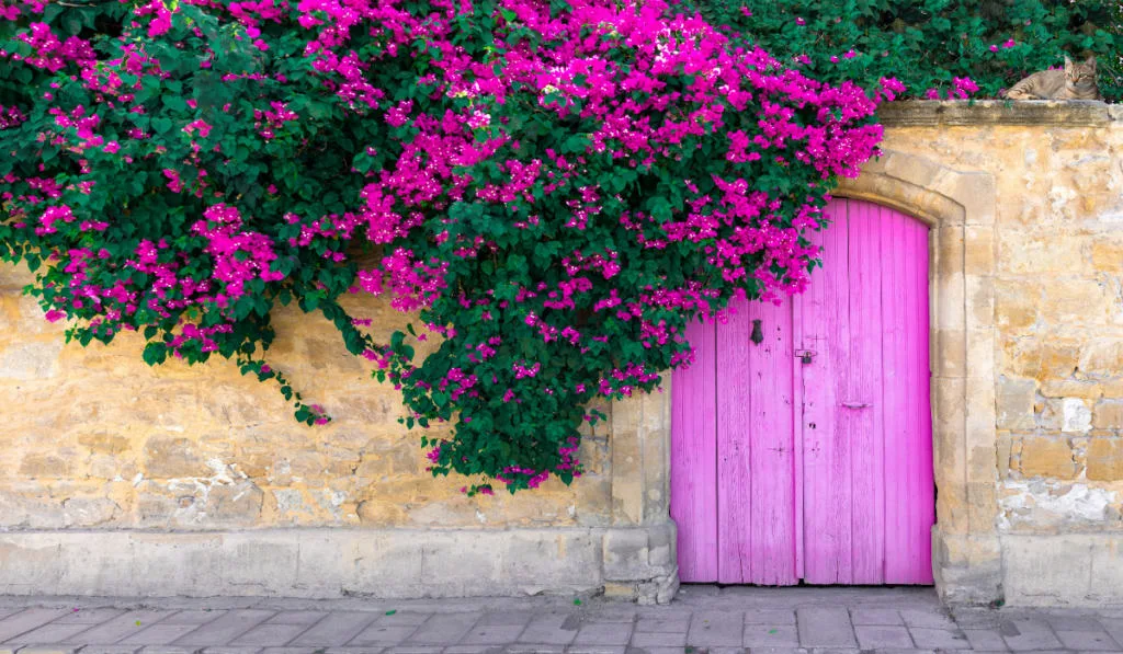 Pink bougainvillea flowers, old wooden door and cute lying cat on stone wall in Cyprus
