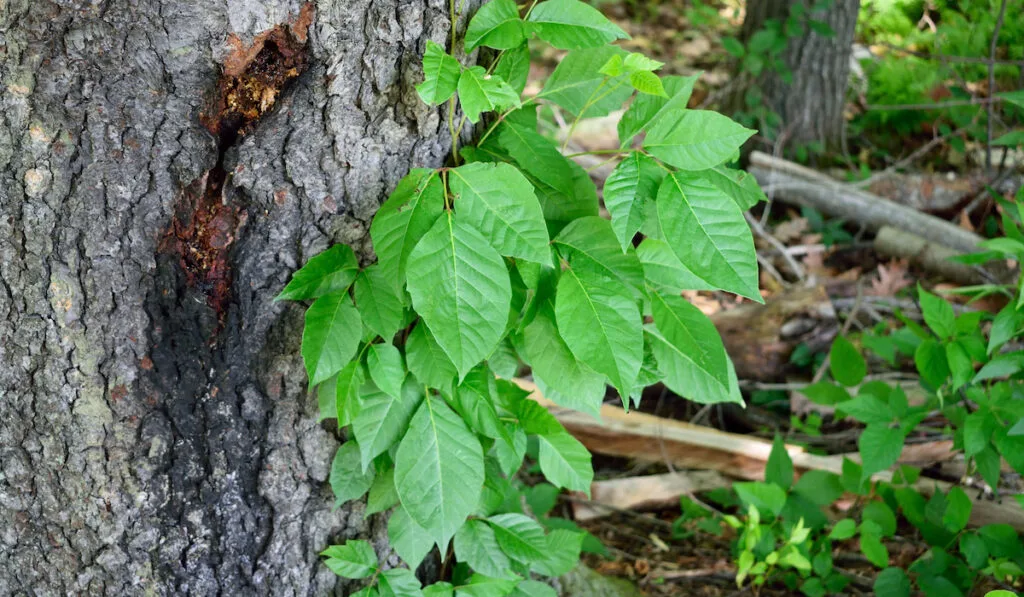 Poison Ivy vine growing on a tree