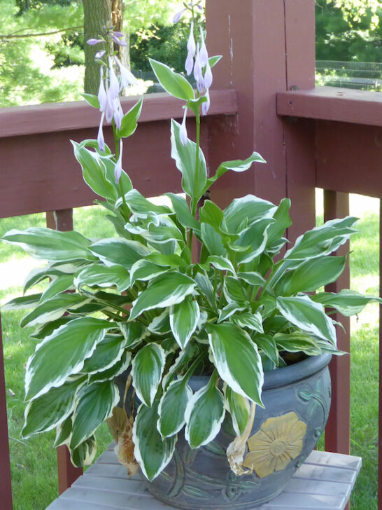 potted hosta on a wisconsin deck
