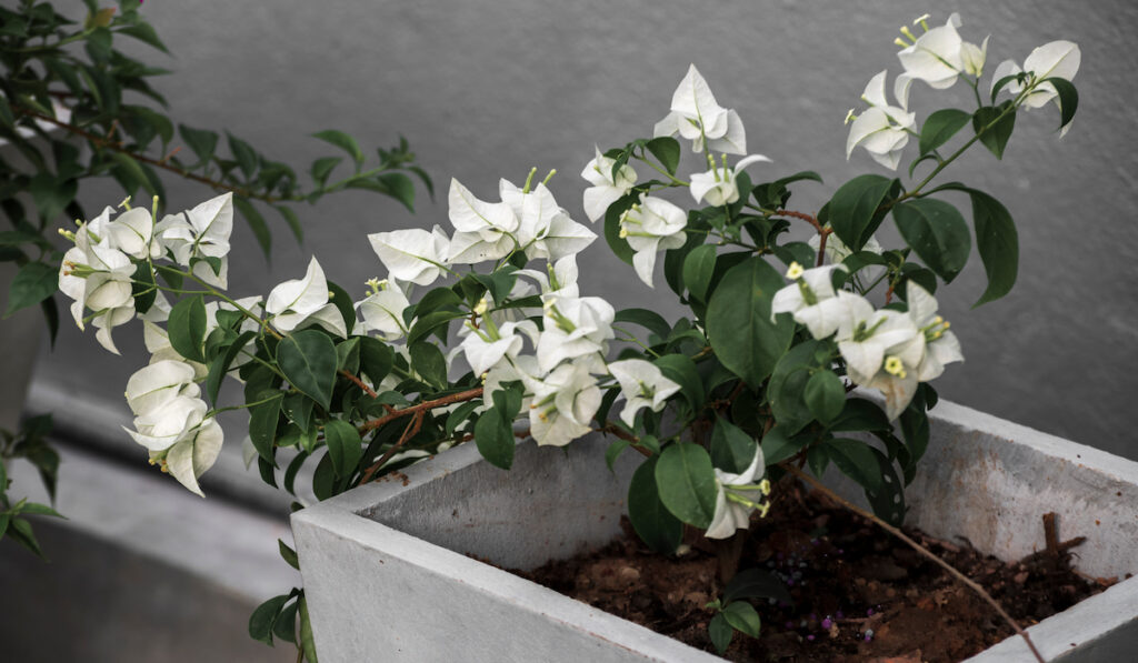 Potted white bougainvillea plant with flowers in the backyard