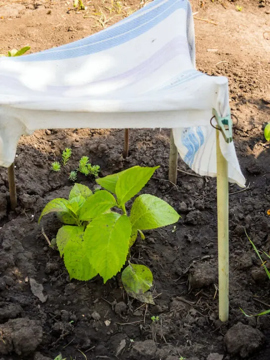 protecting a young hydrangea flower from the sun with a cloth