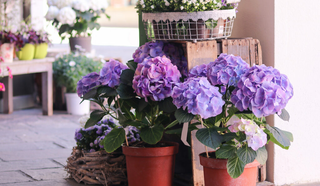 Purple hydrangeas in pots at the entrance of flower shop
