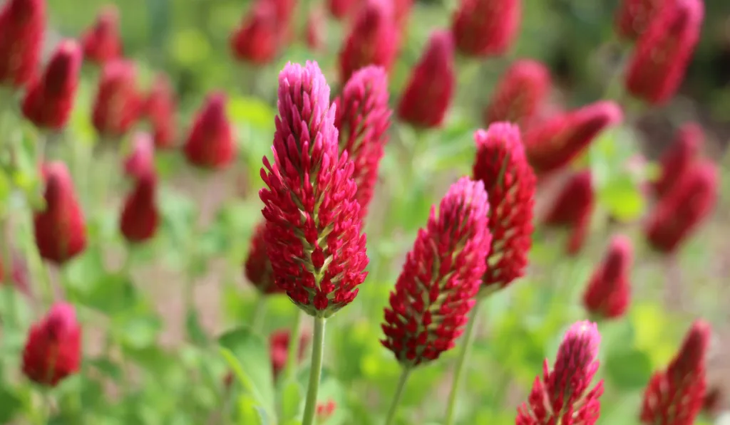 Red clover in New England home garden

