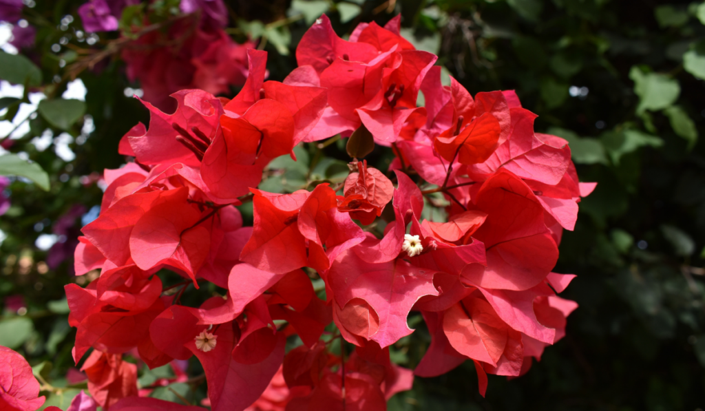 Red flowers of Bougainvillea latin name Bougainvillea buttiana known as 'Ratana Red'.

