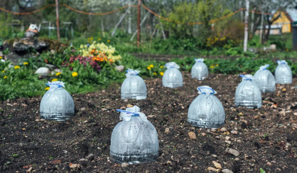 Seedlings in the ground are covered with large plastic bottles